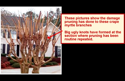 Crape Pruning Crape Myrtles