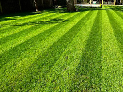 Lawn Maintenance