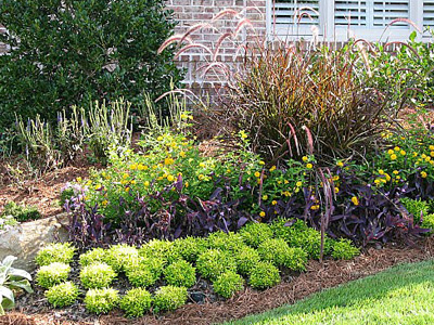 Native Plantings, Acworth, GA